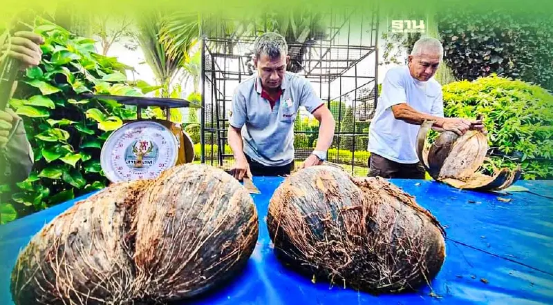รู้จัก "มะพร้าวทะเล"มีถิ่นมาจากไหนทำไมถึงแพง