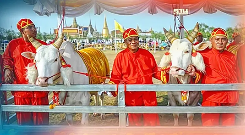 เปิดตัว “พระโคพอ - พระโคเพียง” พระโคเสี่ยงทาย วันพืชมงคล 2566 เปิดตัว “พระโคพอ - พระโคเพียง” พระโคเสี่ยงทาย วันพืชมงคล 2566