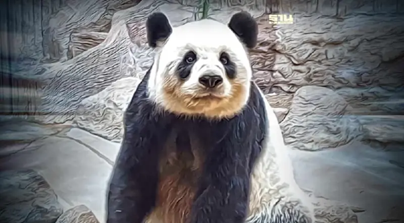 “หลินฮุ่ย” แพนด้าทูตสันถวไมตรีไทย-จีน เสียชีวิตแล้ว อายุ 21 ปี “หลินฮุ่ย” แพนด้าทูตสันถวไมตรีไทย-จีน เสียชีวิตแล้ว อายุ 21 ปี