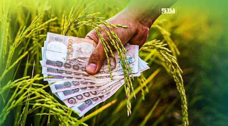 “จ่ายส่วนต่าง”ประกันรายได้ข้าว2งวดโอนเงิน26 เม.ย.