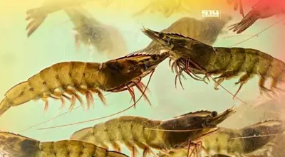 "ซีพีเอฟ" ลุยเพาะเลี้ยงสัตว์น้ำยั่งยืน ตามแนวทาง BCG