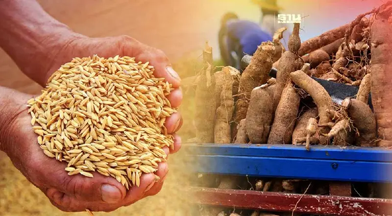 ส่งออก "ข้าว-มันฯ"ไตรมาสแรกพุ่ง อิรักครองแชมป์นำเข้าสูงสุด