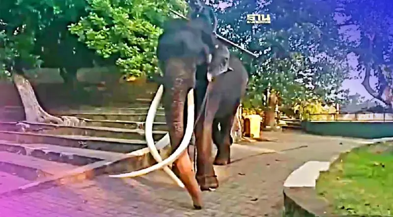 “พลายศักดิ์สุรินทร์” อาการดีขึ้น รออนุมัติงบ-พาหนะขนกลับไทย