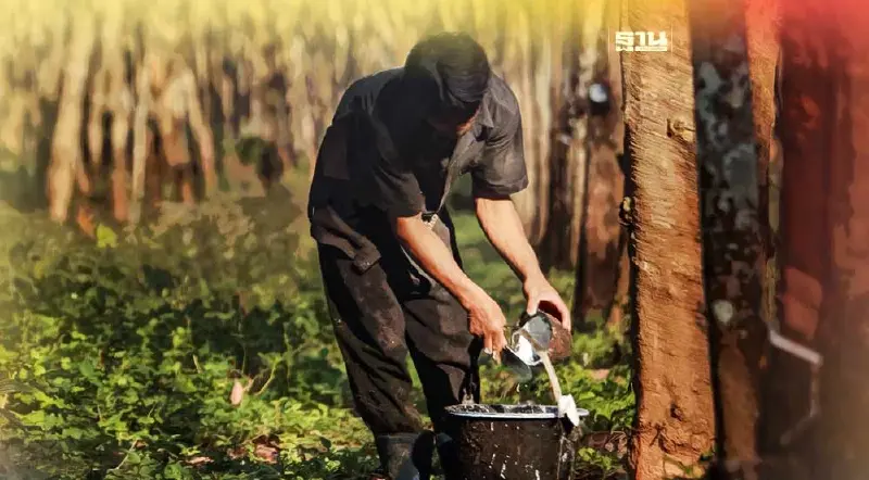 วิธีเช็คเงิน ประกันรายได้ยางพารา ตรวจสอบสิทธิผ่าน chongkho.inbaac.com