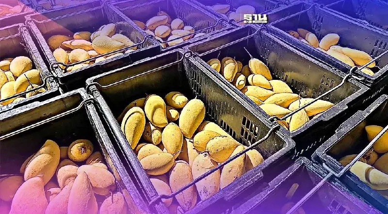 กรมการค้าภายในรุกซื้อมะม่วงน้ำดอกไม้กว่า 7,500 ตัน ดันราคาสูง