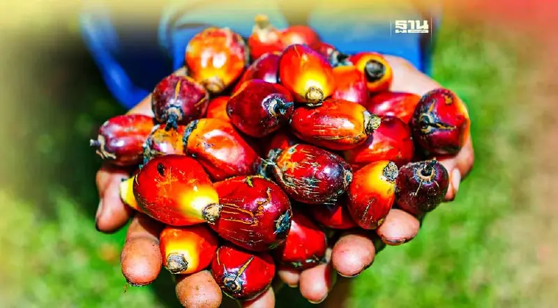 "ประกันรายได้สวนปาล์ม" 65/66 เคาะแล้ว กก.ละ 4 บาท