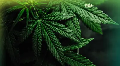 ผุดสมาคมสหอุตฯพืชกัญชง-กัญชาขับเคลื่อนศก. ยกระดับการแพทย์ไทย