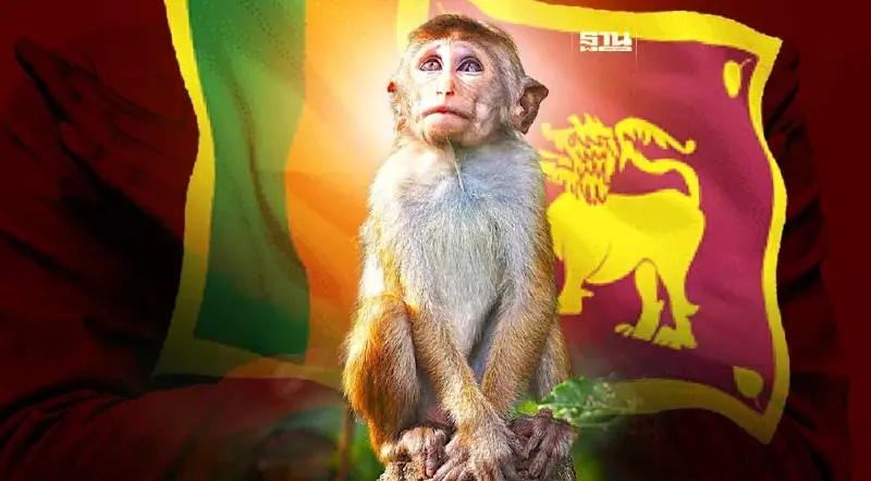 ค้านศรีลังกาเตรียมส่งออก"ลิงแสม"ให้จีน หวั่นถูกส่งห้องแล็บแทนสวนสัตว์ 