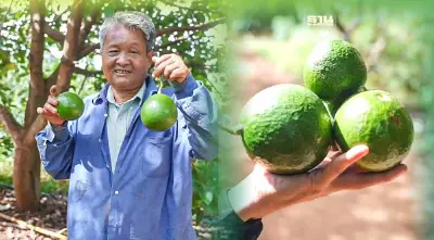 “อะโวคาโด” แก่นมะกรูด พืชเศรษฐกิจทางเลือกใหม่บนพื้นที่ภาคกลาง