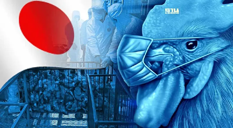 "ไข้หวัดนกญี่ปุ่น" เลวร้ายหนัก ถึงขั้นขาดแคลนที่ดินฝังศพไก่