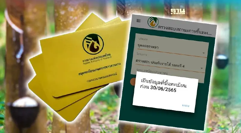 เช็ค “เงินประกันรายได้ยางพารา” เงินไม่เข้า จะทำไงดี