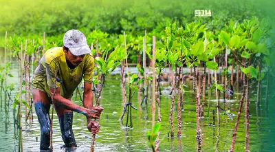 รัฐบาลหนุนปลูกป่าชายเลน สร้างประโยชน์จาก "คาร์บอนเครดิต"