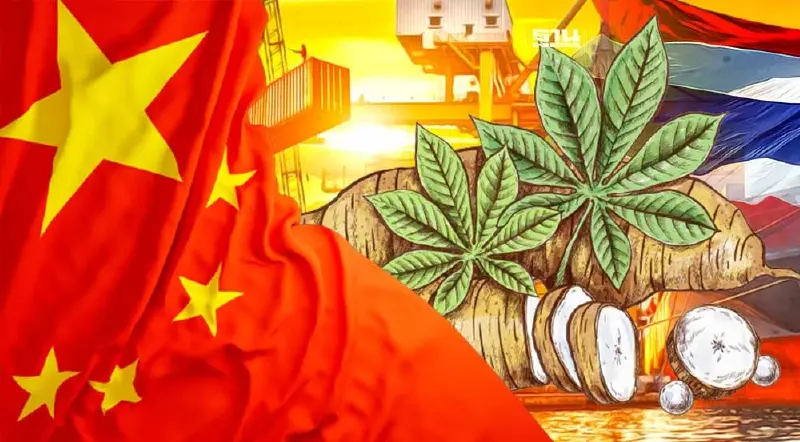 จีนครองแชมป์นำเข้า “มันสำปะหลังไทย”สูงถึง98.64%