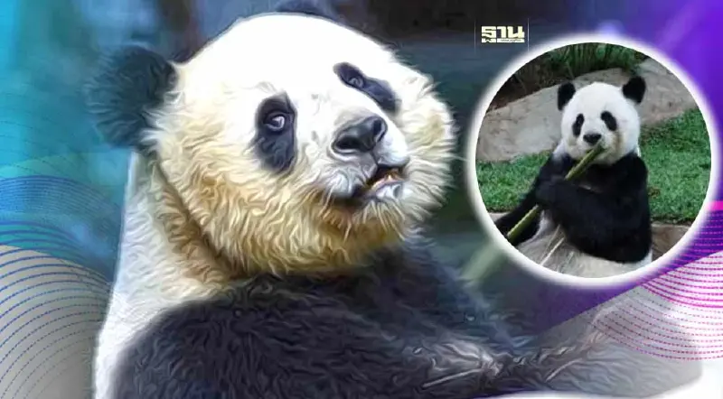 "หลินฮุ่ย" แพนด้าตัวสุดท้ายในประเทศไทย กับ 4 เรื่องในความทรงจำ