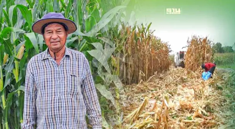 เกษตรกร 5 จังหวัด ปลูกข้าวโพดเลี้ยงสัตว์แบบปลอดเผาผลผลิตดีขึ้น