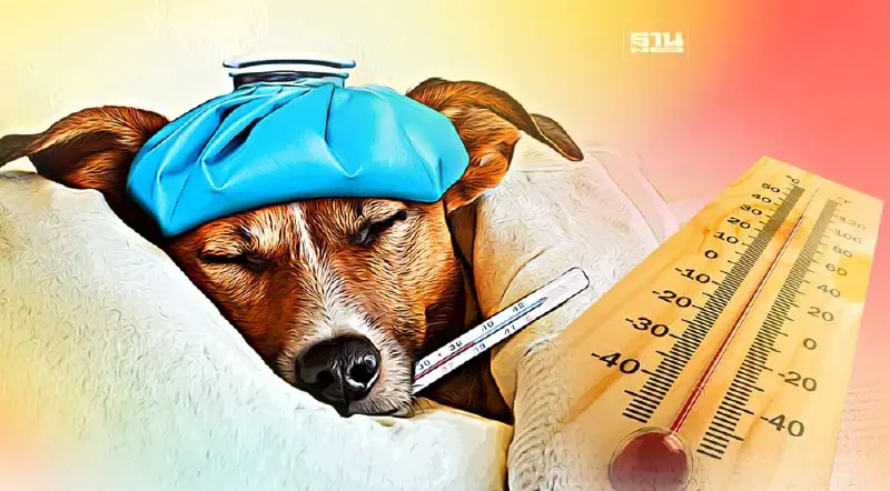 เช็คอาการ “ฮีทสโตรก” หรือ “โรคลมแดด” ในหมู่สัตว์เลี้ยง เช็คอาการ “ฮีทสโตรก” หรือ “โรคลมแดด” ในหมู่สัตว์เลี้ยง