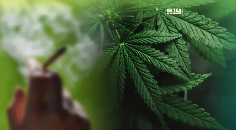 กรมแพทย์แผนไทยฯ ย้ำจุดยืนไม่สนับสนุน “กัญชา” สันทนาการ