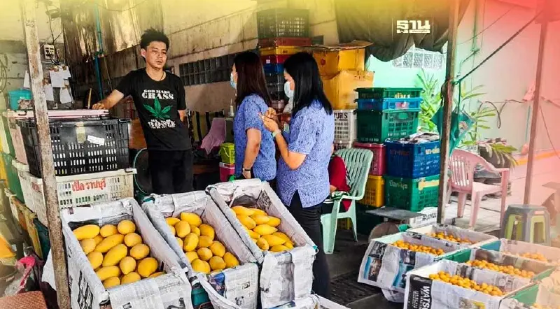 มะม่วงล้นตลาด ราคาตก “พาณิชย์จังหวัด”ยันออเดอร์เข้าเพียบ