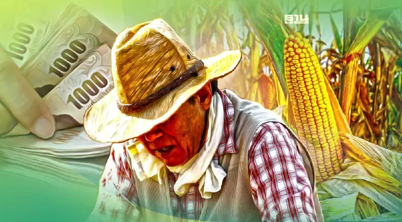 ไม่จ่ายส่วนต่าง ประกันรายได้ข้าวโพดสัตว์เลี้ยง งวด6