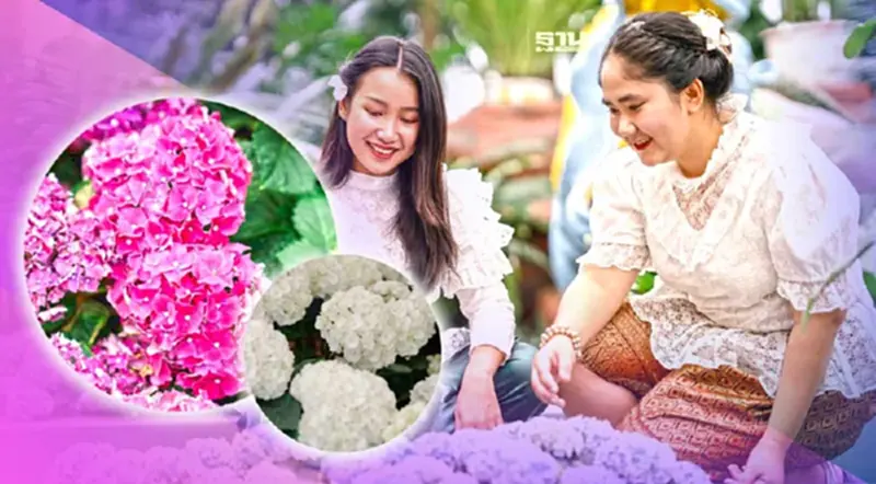 สงกรานต์นี้ แต่งชุดไทยเช็คอินชมดอกไฮเดรนเยีย เพลาเพลิน บุรีรัมย์ สงกรานต์นี้ แต่งชุดไทยเช็คอินชมดอกไฮเดรนเยีย เพลาเพลิน บุรีรัมย์