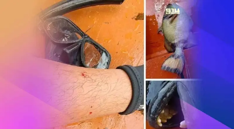 ถกเดือดเพจดังโพสต์ภาพคนดำน้ำถูก"ปลาวัวไททัน"กัด ฆ่าทำเมนูเด็ด