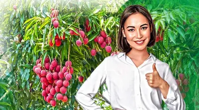 ดัน “ลิ้นจี่คุณภาพ” พันธุ์นครพนม 1 สู่พืชเศรษฐกิจ-สินค้า GI