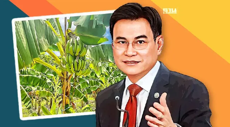 “จุรินทร์”สร้างเงินชุมชน ขึ้นทะเบียน GI  “กล้วยหอมทองหนองบัวแดง”