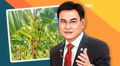 “จุรินทร์”สร้างเงินชุมชน ขึ้นทะเบียน GI  “กล้วยหอมทองหนองบัวแดง”