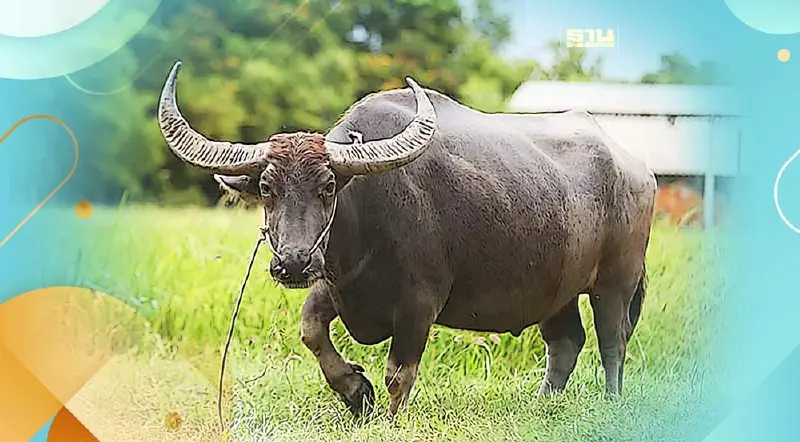 เรื่องของ “ควาย” 14 พฤษภาคม วันอนุรักษ์ควายไทย เรื่องของ “ควาย” 14 พฤษภาคม วันอนุรักษ์ควายไทย