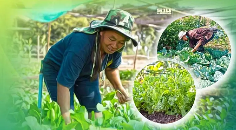 ดันผักสดหนองเลิงเปือย กาฬสินธุ์ ความมั่นคงอาหารของคนทั้งหมู่บ้าน ดันผักสดหนองเลิงเปือย กาฬสินธุ์ ความมั่นคงอาหารของคนทั้งหมู่บ้าน