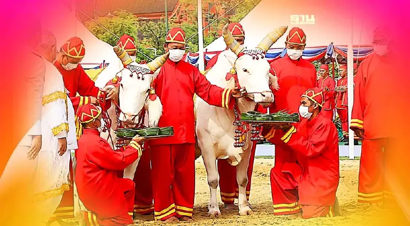 "พระโคกินอะไร 2566" วันพืชมงคล คำทำนายว่ายังไง เช็คที่นี่