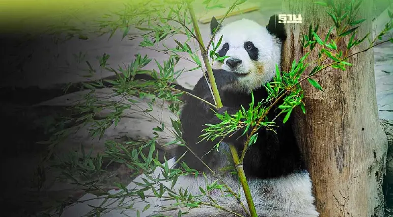 สวนสัตว์เชียงใหม่ เผยสาเหตุการเสียชีวิตของหมีแพนด้า"หลินฮุ่ย"