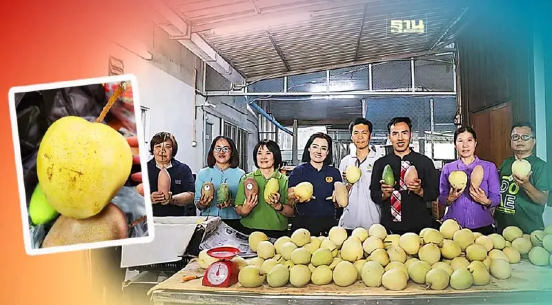 พาณิชย์ขนผู้ประการรับซื้อมะม่วงแฟนซีดันราคาพุง47%