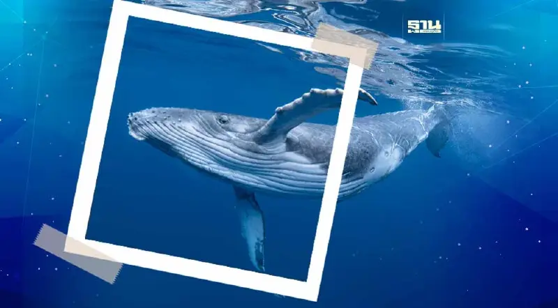 ครม.ขึ้นทะเบียน "วาฬสีน้ำเงิน" เป็นสัตว์ป่าสงวนป้องกันไม่ให้สูญพันธุ์