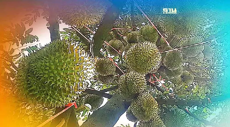 รู้จัก“ทุเรียนเสิงสาง”ราชาผลไม้ของดีที่คนจีนแห่ซื้อ