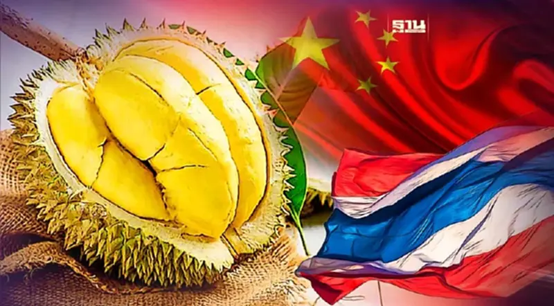 ทุเรียนไทย สั่นคลอน เมื่อคู่แข่งรุกชิงตลาดจีน ทุเรียนไทย สั่นคลอน เมื่อคู่แข่งรุกชิงตลาดจีน