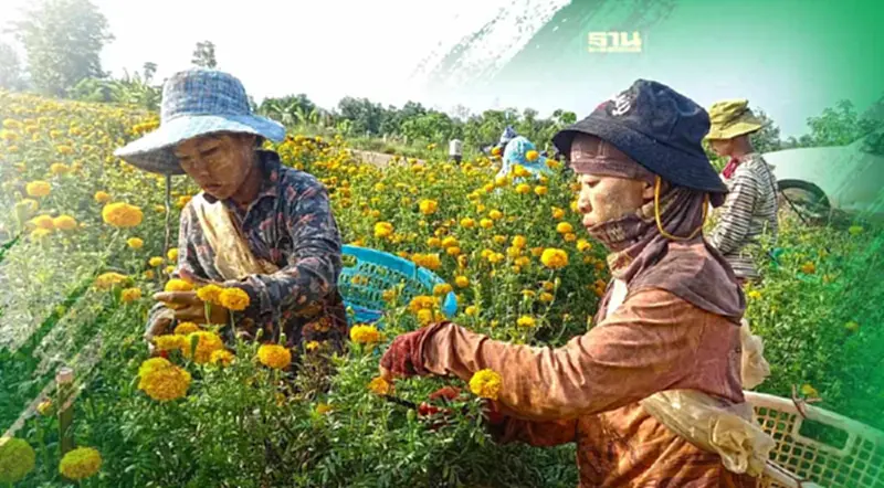 เกษตรกรอ.พบพระหน้าใสดอกดาวเรืองขายดีเร่งตัดก่อนฝนทิ้งช่วง เกษตรกรอ.พบพระหน้าใสดอกดาวเรืองขายดีเร่งตัดก่อนฝนทิ้งช่วง