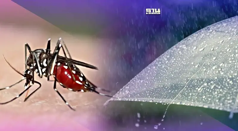 ไทยเข้าสู่ฤดูฝน รัฐบาล เตือนประชาชน ระวังไข้เลือดออก