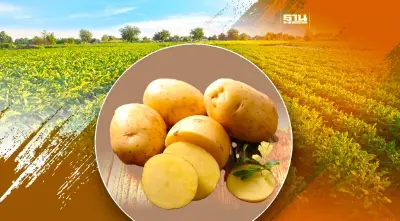 "มันฝรั่ง" พืชเศรษฐกิจสำคัญเมืองเหนือ ต่อยอดความมั่นคงทางอาหาร