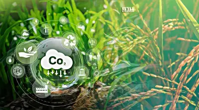 "ข้าวลดโลกร้อน" คืออะไร ปลูกแบบไหน มีประโยชน์ยังไง อ่านที่นี่