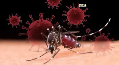 เช็คข้อแตกต่างอาการจากโควิด VS ไข้เลือดออก สังเกตุยังไงที่นี่