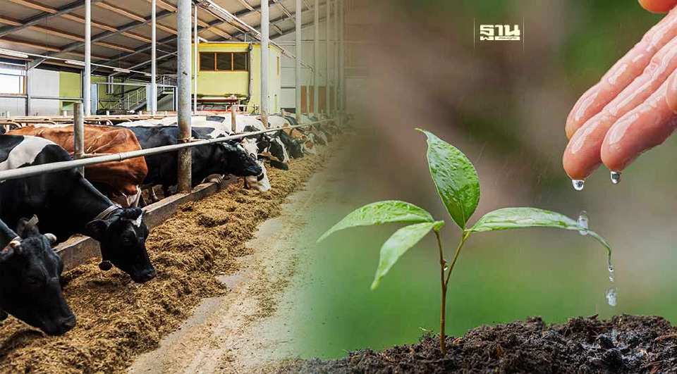 .ปลูกไม้มีค่า - เลี้ยงสัตว์ การออมรูปแบบใหม่ กำไรดีกว่าฝากแบงก์.