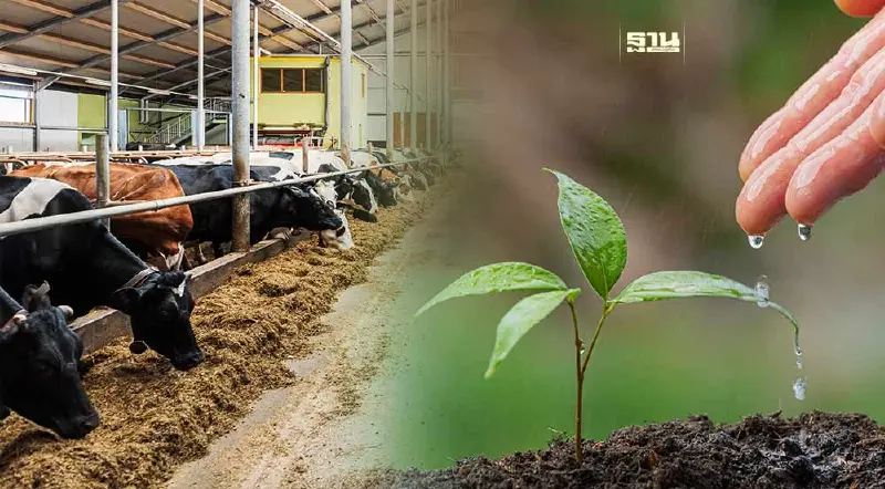 ปลูกไม้มีค่า - เลี้ยงสัตว์ การออมรูปแบบใหม่ กำไรดีกว่าฝากแบงก์