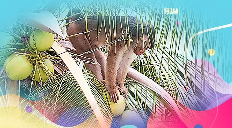 เอกชนจี้รัฐเร่งแก้PETAไม่หยุดปม“ลิงเก็บมะพร้าว”