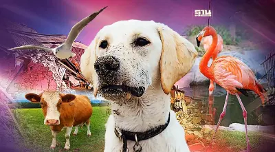 “สัตว์” นักเตือนภัยเมื่อเกิด “แผ่นดินไหว” รับรู้หายนะก่อนมนุษย์?