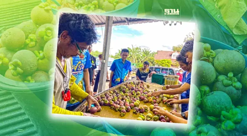 ปีทองผลไม้ไทย “มังคุดใต้” “ไปรษณีย์-สายการบิน”ใจดีส่งฟรี10โล ปีทองผลไม้ไทย “มังคุดใต้” “ไปรษณีย์-สายการบิน”ใจดีส่งฟรี10โล