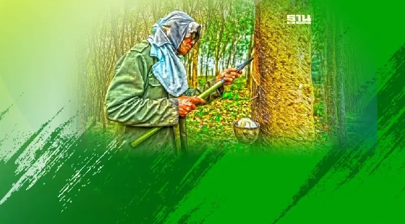 อึ้ง! 1.6 แสนรายเลิกอาชีพเซ่นราคายางตกต่ำ