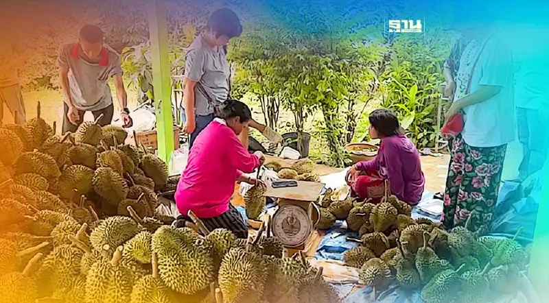 ดราม่าทุเรียนเถื่อนส่อพลิกหลังเจ้าของสวนออกมายืนยันหวั่นโดนสวมสิทธิGAP