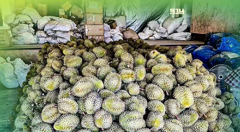 ศุลกากรแจงจับ”ทุเรียน”เถื่อน8,420 กก.  ย้ำลักลอบจริงไม่มีหลักฐานผ่านด่าน