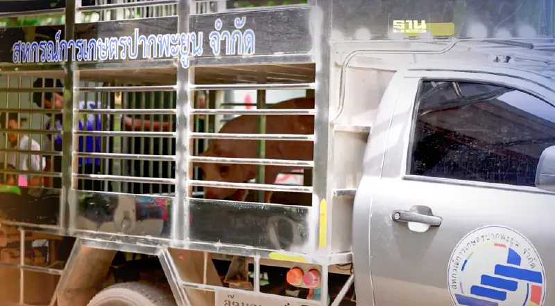 สหกรณ์การเกษตรปากพะยูน จำกัด หนุนสมาชิกเลี้ยงสุกรเสริมรายได้ 